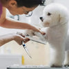 Ambidextrous Pet Safe Scissors Stainless Steel Dog Grooming Shears with round Head for Precision Trimming