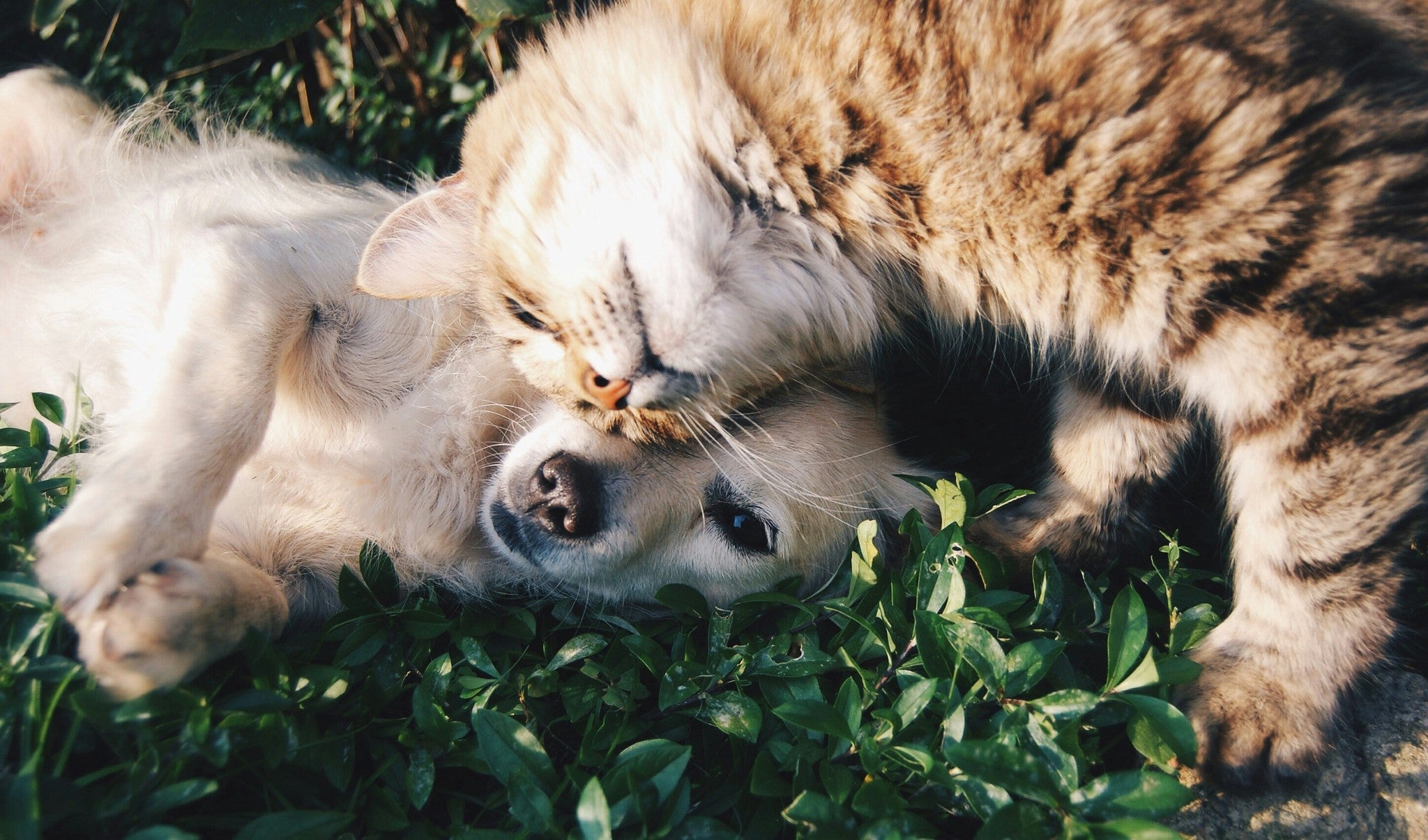 Tech That Cares For Your Pet — Even When You Can't.