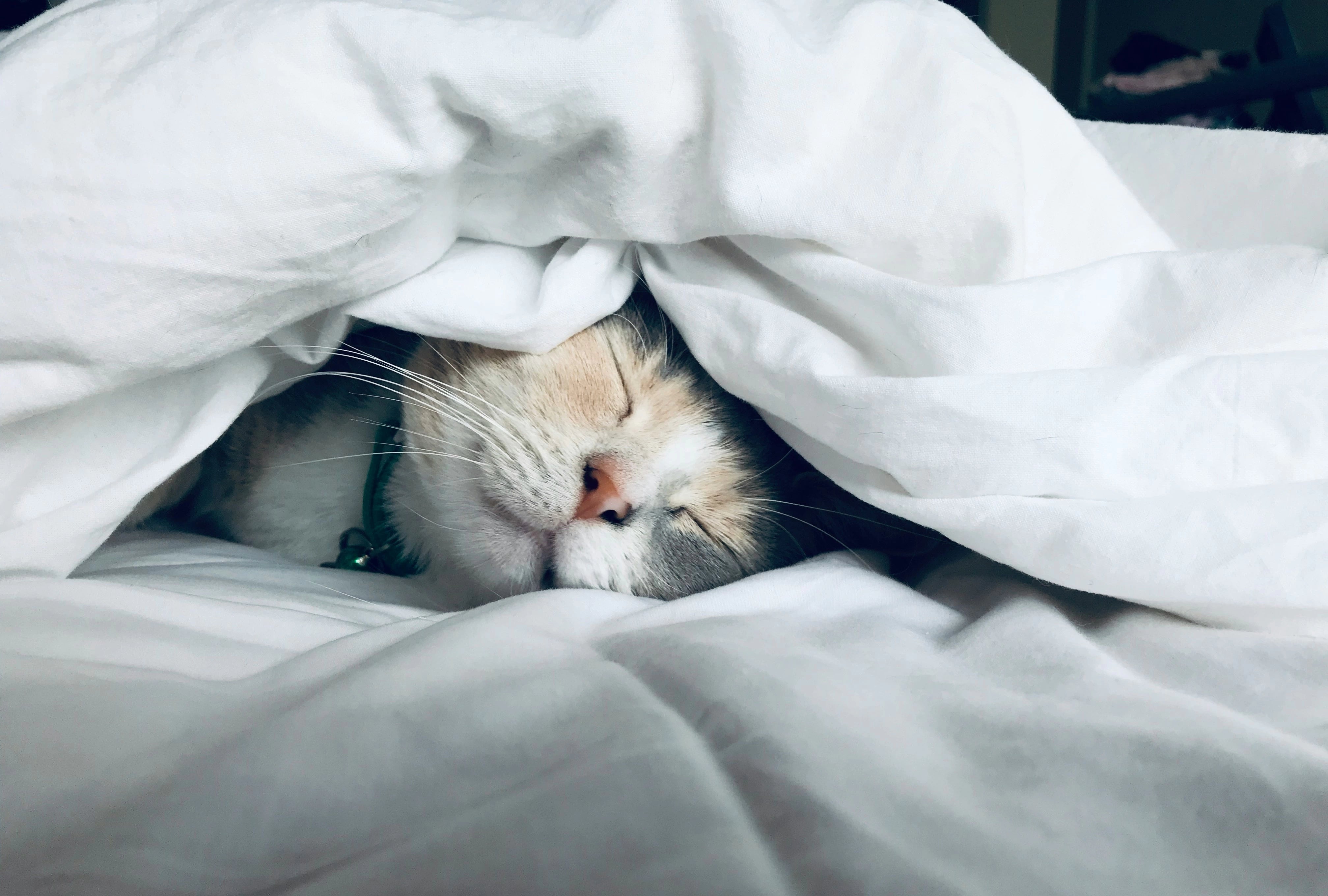 Because Every Pet Deserves the Best.